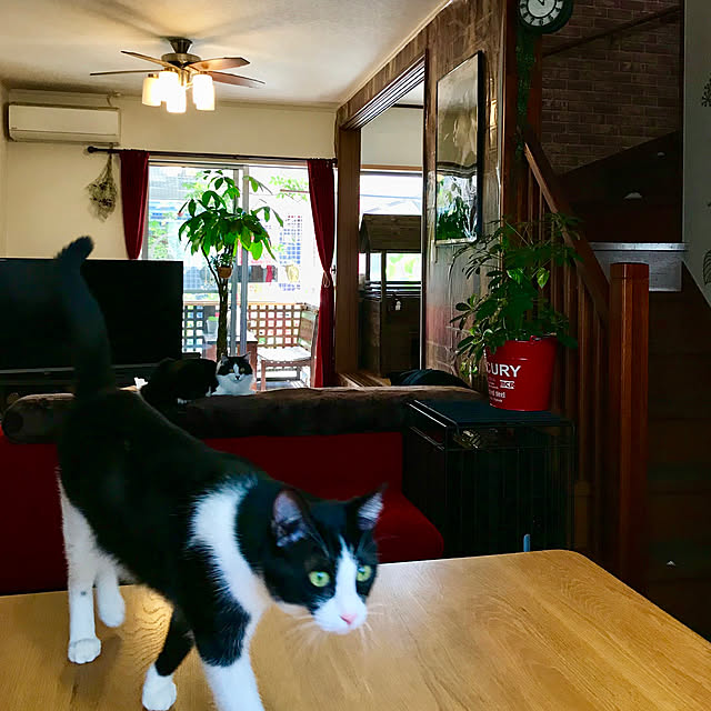 butachanさんの実例写真