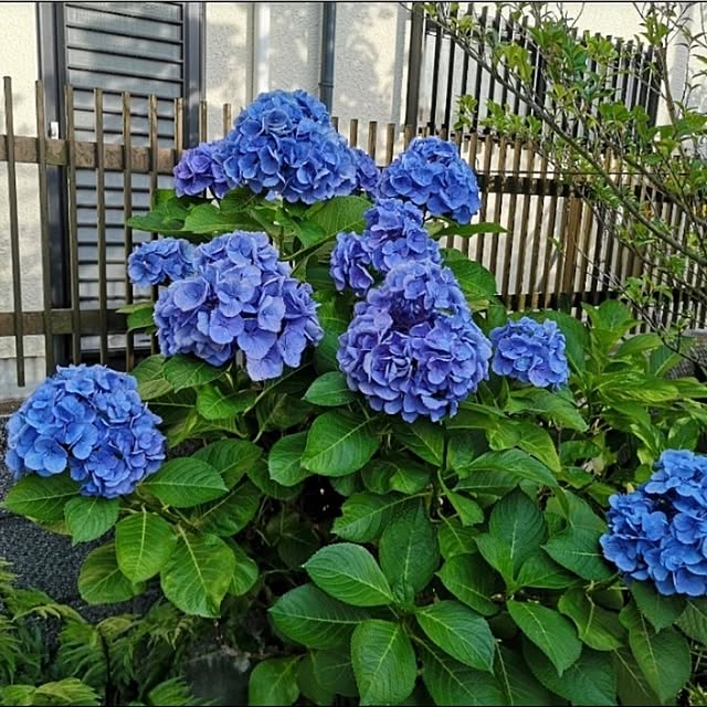 ku-garnet18さんの実例写真
