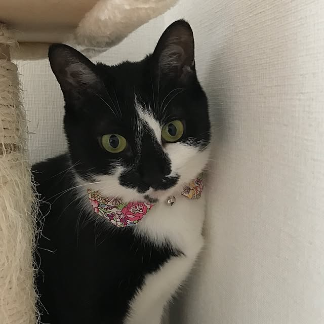 miruさんの実例写真