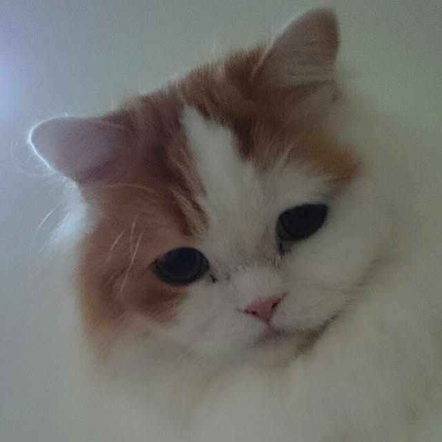 1ldksさんの実例写真