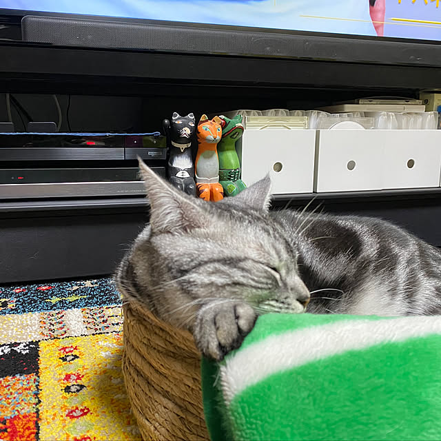 リビング/無印良品/ねこの日/イケヒコ ラグ/耳立ちスコのルイ☆...などのインテリア実例 - 2024-02-22 18:51:28