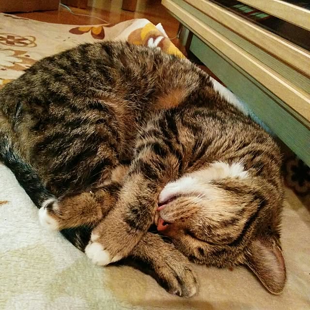 mametarouさんの実例写真