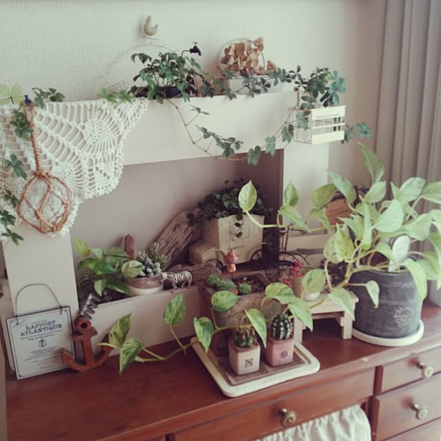 棚/植物/3COINS/セリア/多肉植物のインテリア実例 - 2014-09-16 07:13:02