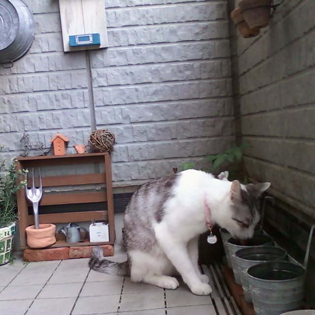 Mikaさんの実例写真