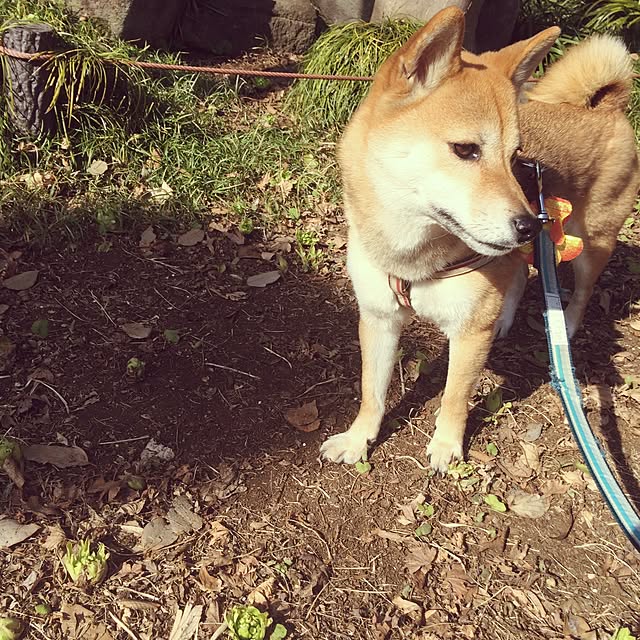 umeさんの実例写真