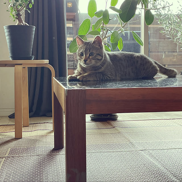 mofzeniさんの実例写真