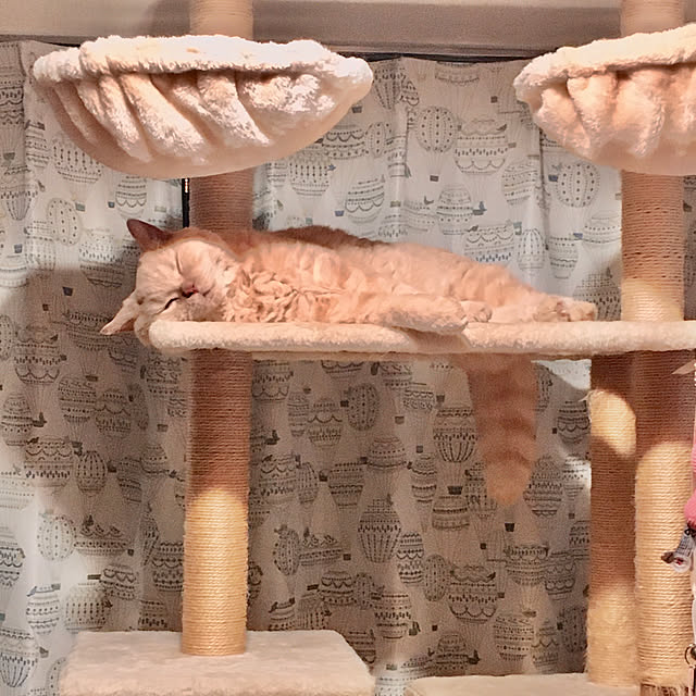 naokoさんの実例写真