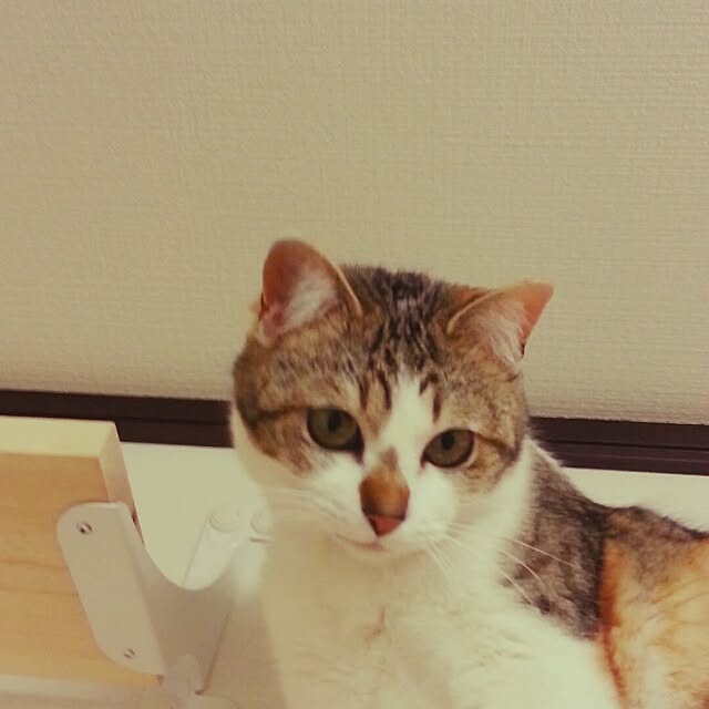 壁/天井/ねこのインテリア実例 - 2014-04-01 21:39:32