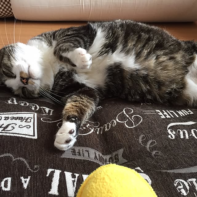 odekoさんの実例写真