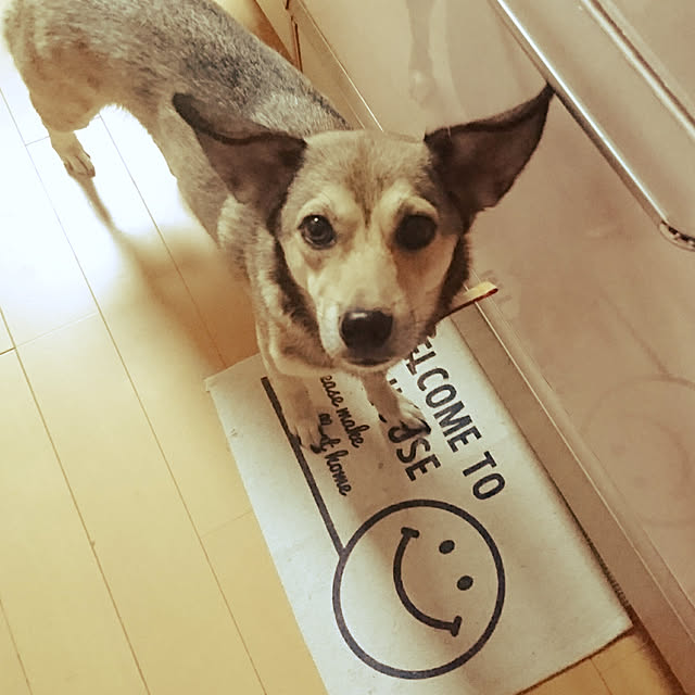 andさんの実例写真