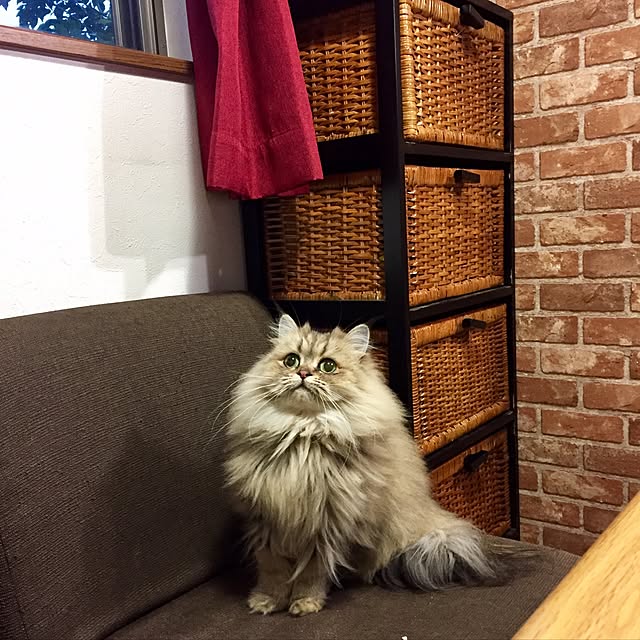 butachanさんの実例写真