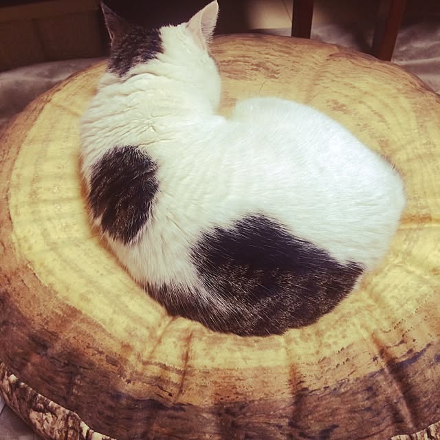 tigerさんの実例写真