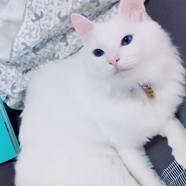 miSaさんの実例写真