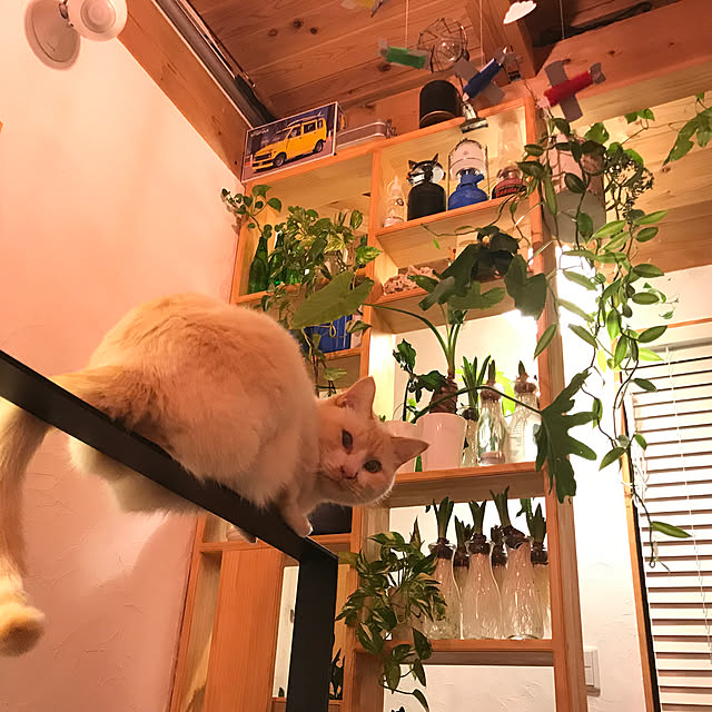 sakurasakuさんの実例写真