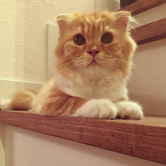 PIYOLANDさんの実例写真