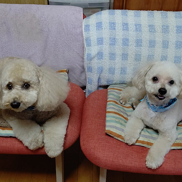 yumirinさんの実例写真