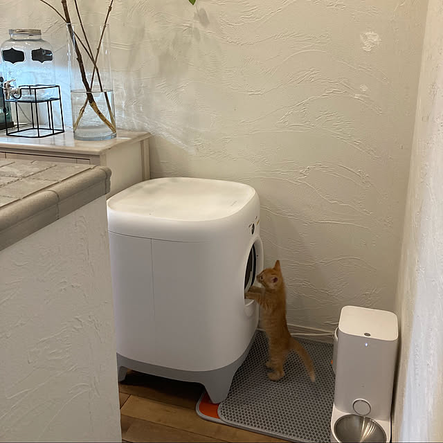 バス/トイレ/ねこのいる日常/猫トイレ/ニャンとものインテリア実例 - 2024-07-03 20:27:19