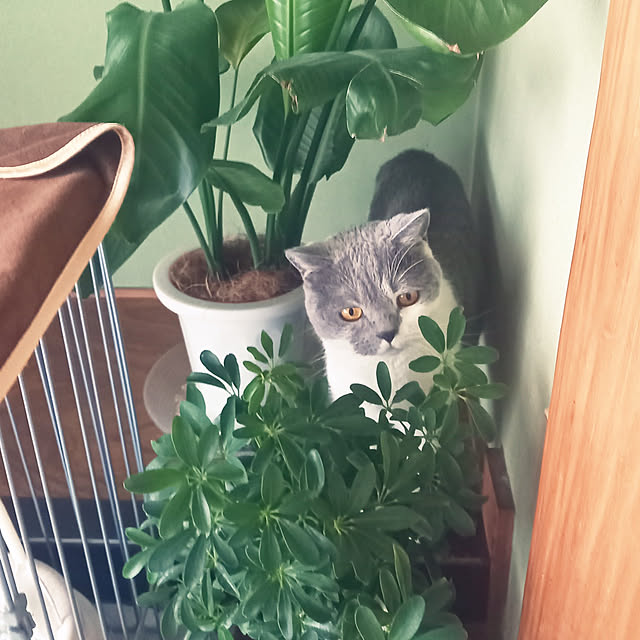 rhuさんの実例写真