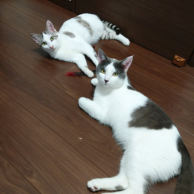 Mikaさんの実例写真