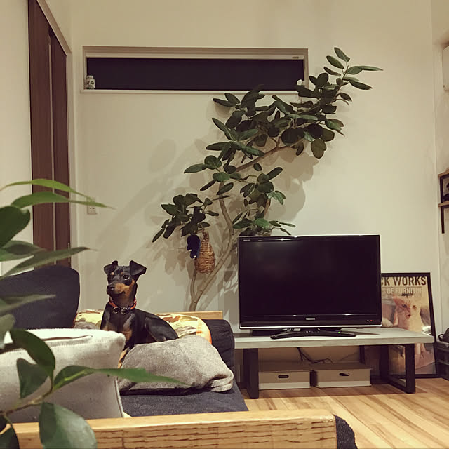 lemonさんの実例写真