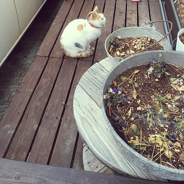 poncocoberryさんの実例写真