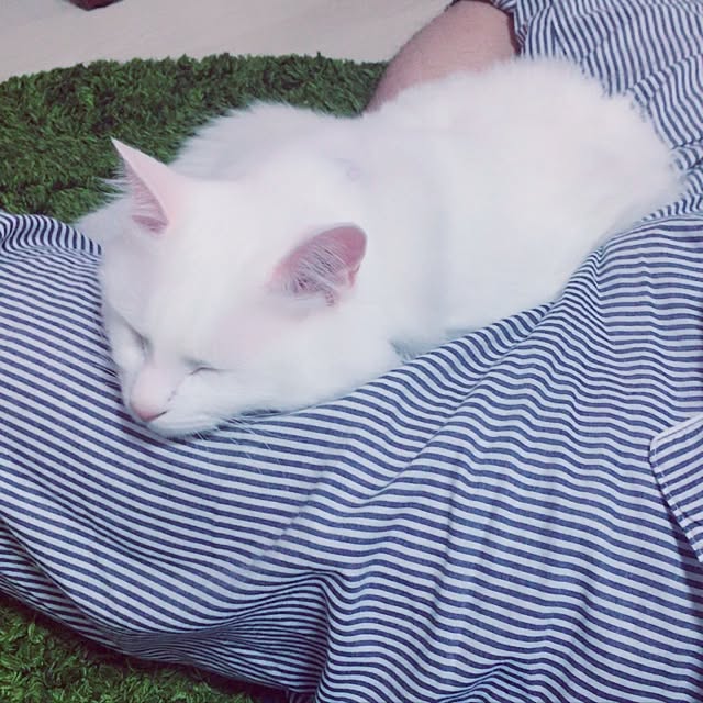 miSaさんの実例写真