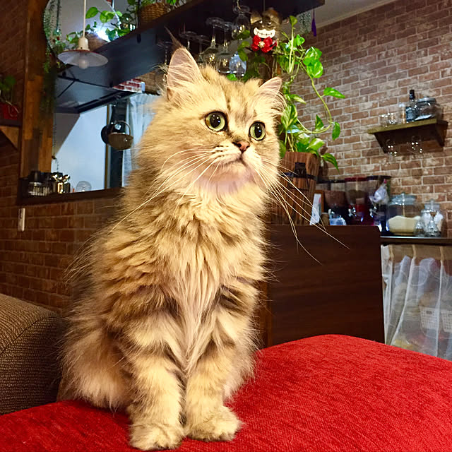 butachanさんの実例写真
