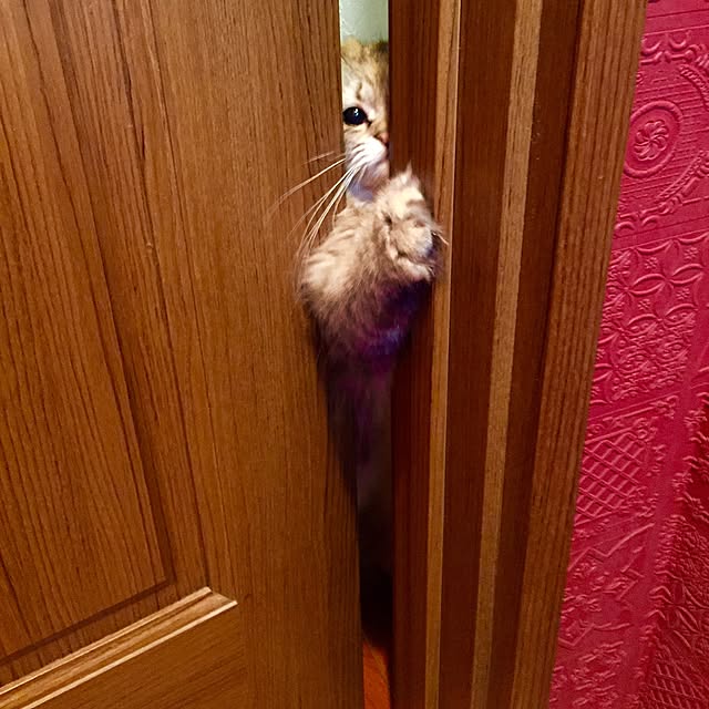 butachanさんの実例写真
