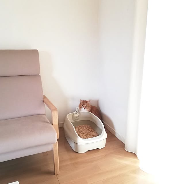 壁/天井/ニャンとも/猫のいる日常/ねこのいる日常/建売住宅のインテリア実例 - 2024-07-16 21:08:16