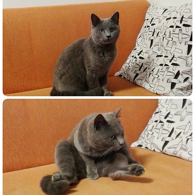 maikoさんの実例写真
