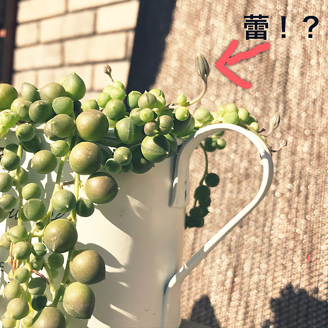 eshinobumさんの実例写真
