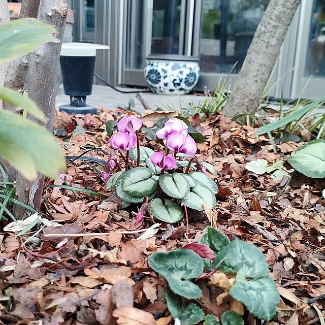 壁/天井/暮らしのひとコマ/2025.12.14/原種シクラメン/冬支度...などのインテリア実例 - 2025-12-14 06:01:53