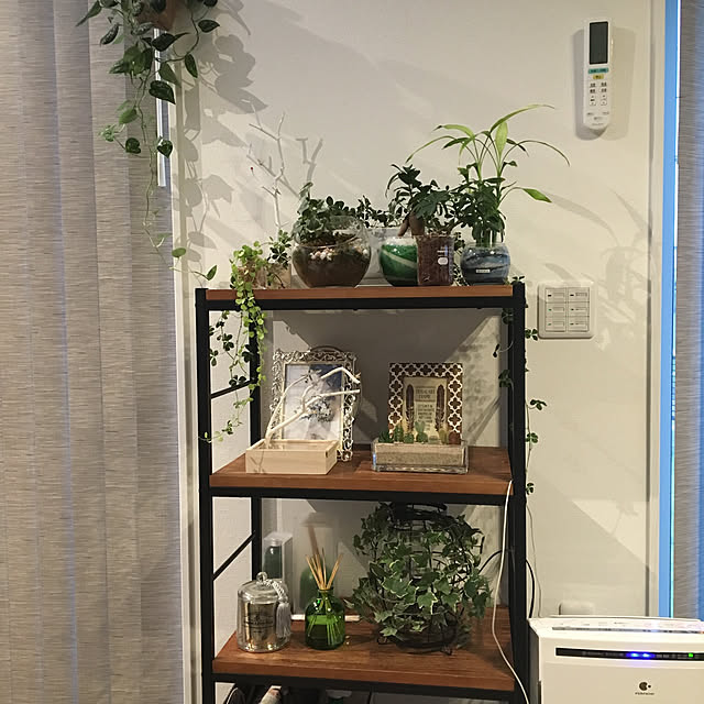 takiの-【サボテン 多肉植物 5種類 寄せ植え / ガラスレクト】/ サボテン 多肉植物 ミニサボテン 寄せ植え 観葉植物 インテリア オシャレ かわいい プレゼント ギフト 雑貨 母の日 父の日 バレンタイン ホワイトデー クリスマス 後藤サボテン 卒業 退職/の家具・インテリア写真