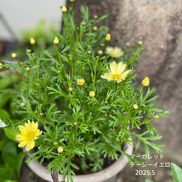buchiさんの部屋