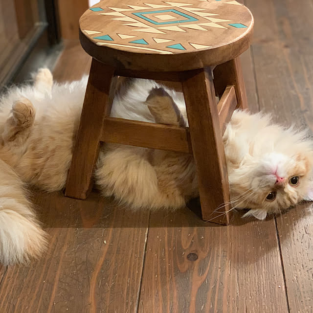 maruさんの実例写真