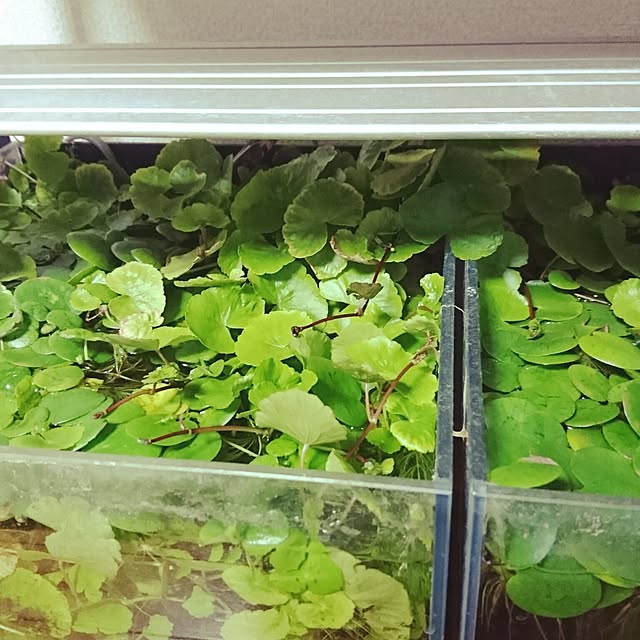 mayotarosanさんの実例写真