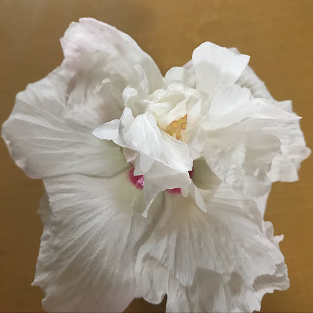yoshie1197さんの実例写真