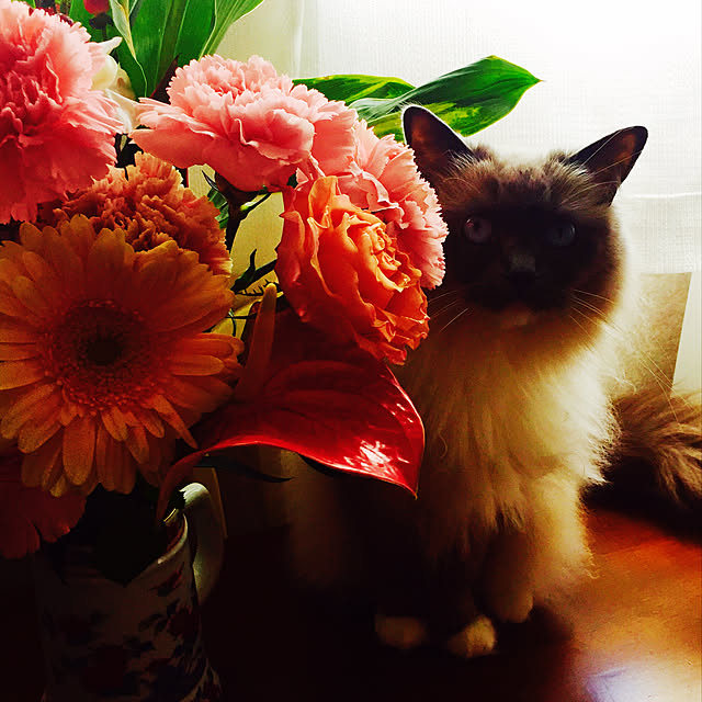 emergencyさんの実例写真