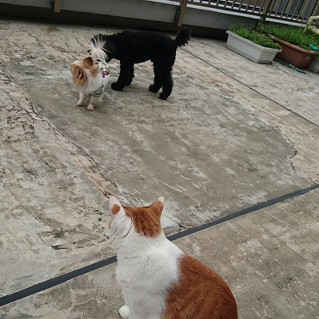 porinさんの実例写真