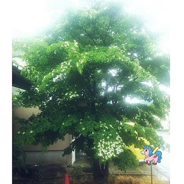 cherrycherryさんの実例写真