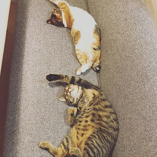 famiさんの実例写真