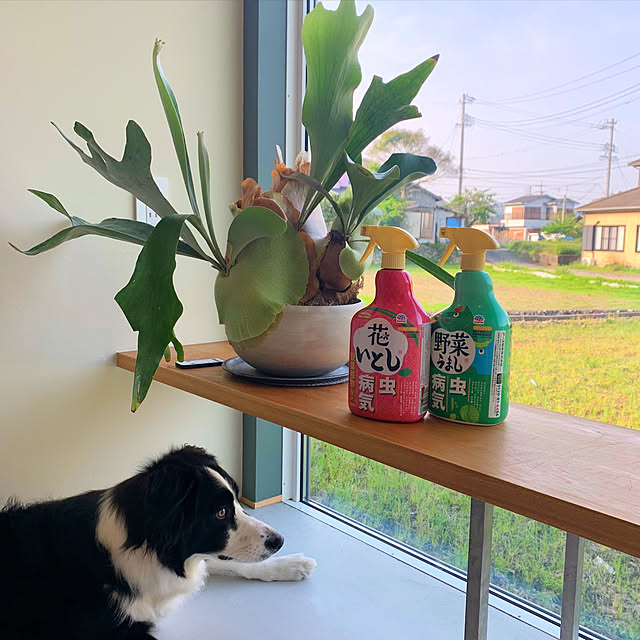 karenさんの実例写真