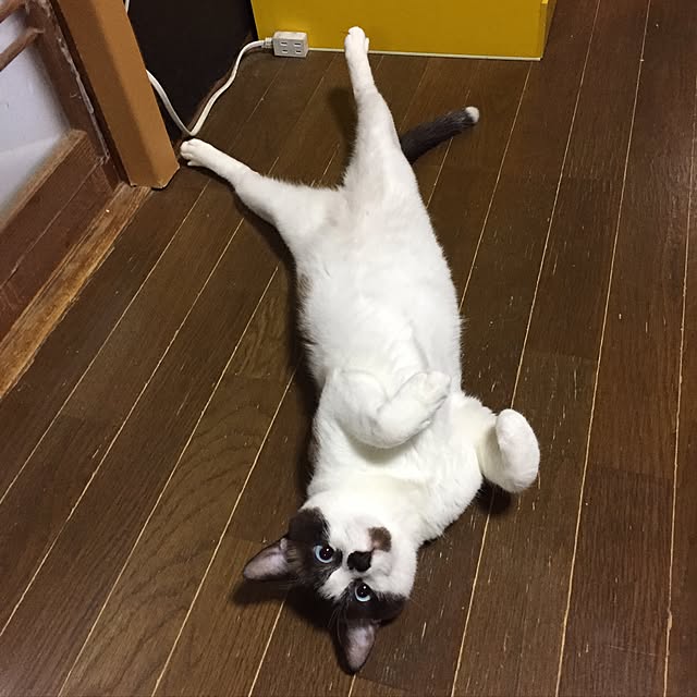 vivienne.coco-keiさんの実例写真