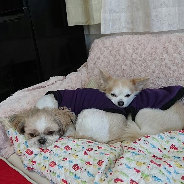 ronさんの実例写真