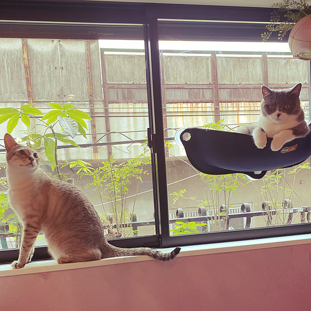 poniさんの実例写真