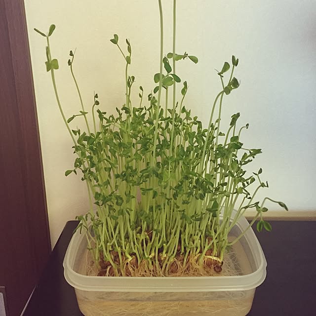 maritopさんの実例写真