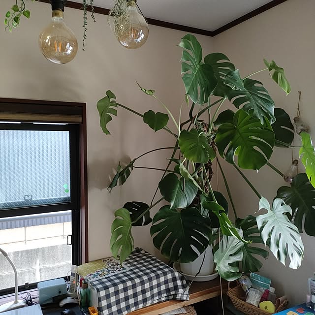 リビング/観葉植物のある暮らし/木が好き/ジャンクスタイル/ナチュラルインテリア...などのインテリア実例 - 2023-06-24 10:31:24