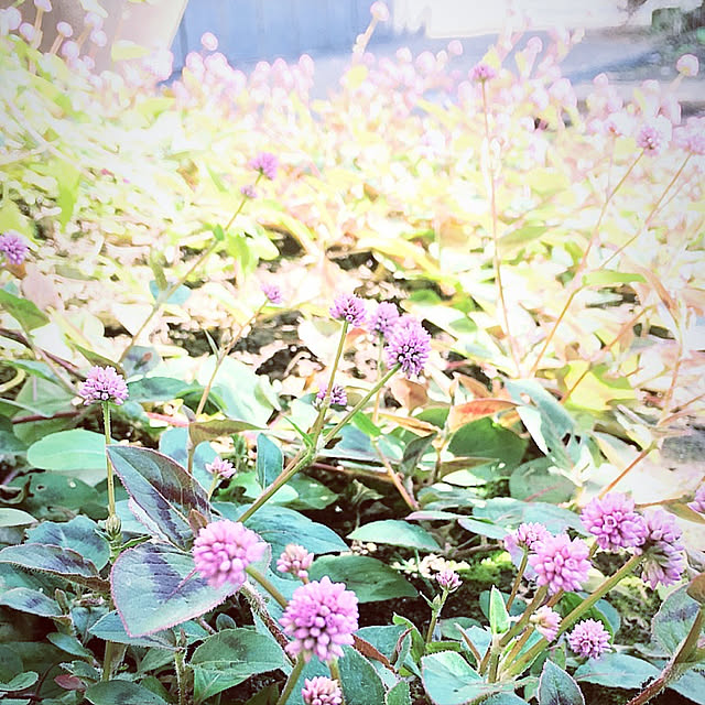 mintteaさんの実例写真