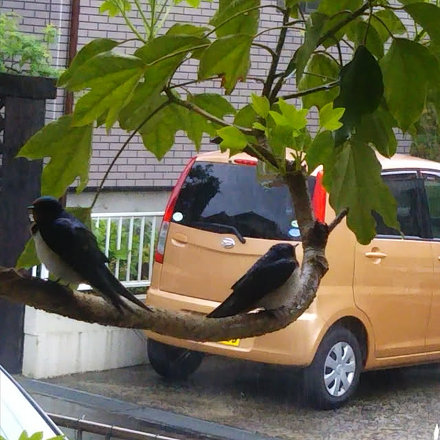 hononoさんの実例写真