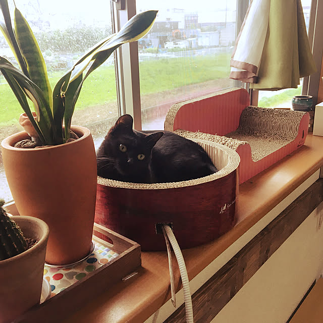 eitomumamaさんの実例写真